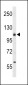 CD49f Antibody (C-term)